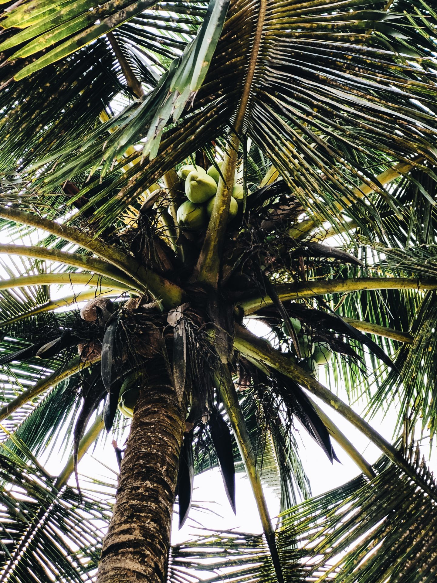 Palm tree at the Busua Beach resort in Busua Ghana